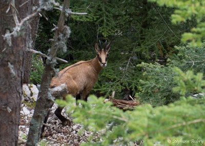 Chamois, Rupicapra rupicapra