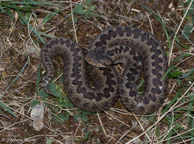 Vipre d'Orsini, Vipera ursinii ursinii