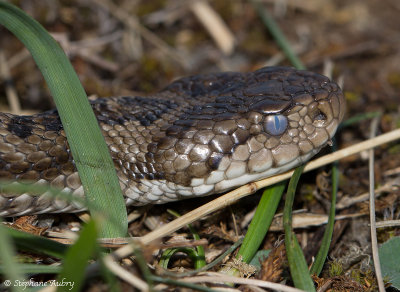 Vipre d'Orsini, Vipera ursinii ursinii