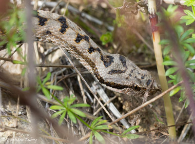 Vipère aspic, Vipera aspis aspis