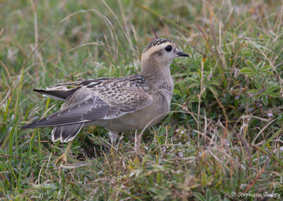 Pluvier guignard, Charadrius morinellus