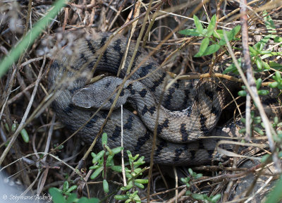 Vipera aspis, 07.09.14