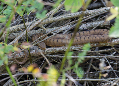 Vipre aspic, Vipera aspis aspis