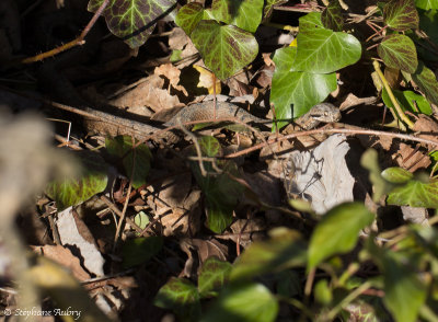 Vipre aspic, Vipera aspis aspis