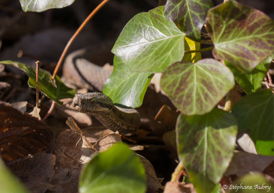 Vipre aspic, Vipera aspis aspis