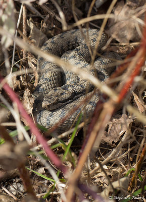 Vipre aspic, Vipera aspis aspis