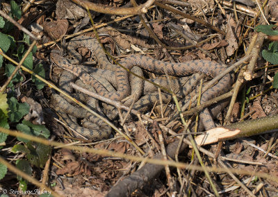 Vipère aspic, Vipera aspis aspis