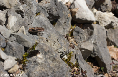 Vipère aspic, Vipera aspis aspis