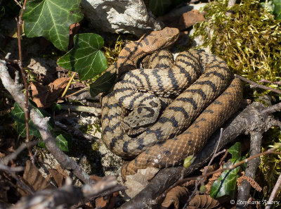 Vipera aspis, 06.04.15