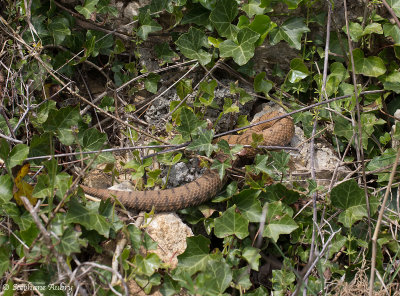 Vipre aspic, Vipera aspis aspis