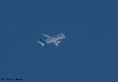 Airbus A300-608ST Beluga (Dolphin 4)