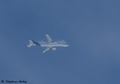 Airbus A300-608ST Beluga (Dolphin 4)