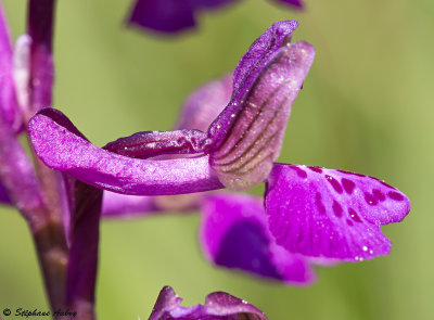 Anacamptis morio