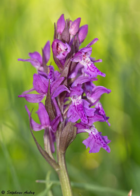 Dactylorhiza majalis