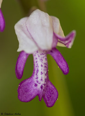 Orchis militaris