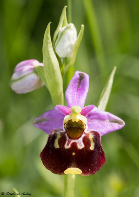 Ophrys fuciflora