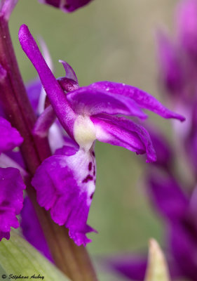 Androrchis mascula