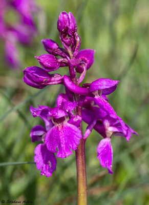 Androrchis mascula