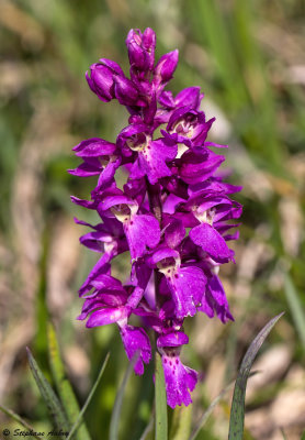 Androrchis mascula