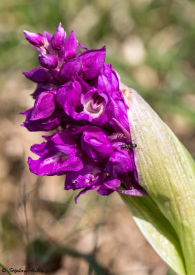 Androrchis mascula