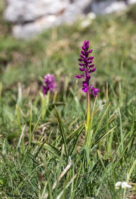 Androrchis mascula