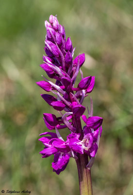 Androrchis mascula