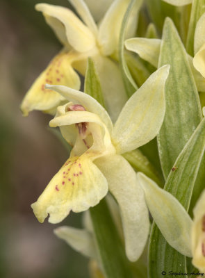 Dactylorhiza sambucina f. sambucina