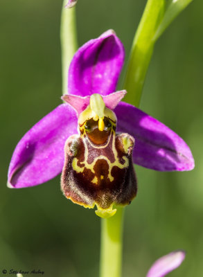 Ophrys fuciflora