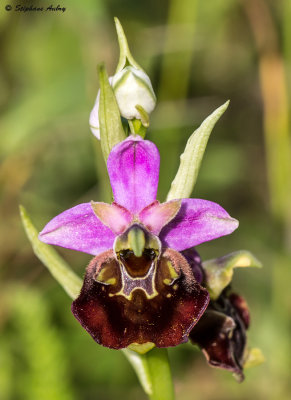 Ophrys fuciflora
