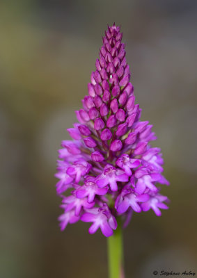 Anacamptis pyramidalis subsp. pyramidalis