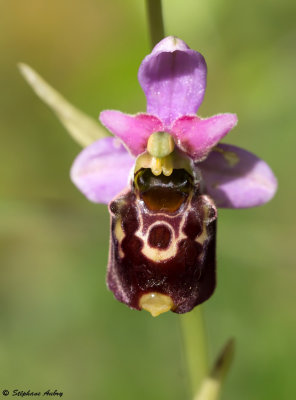 Ophrys fuciflora