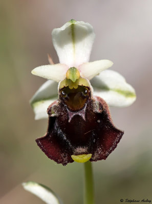 Ophrys fuciflora