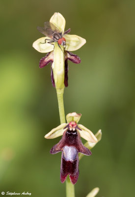 Ophrys insectifera