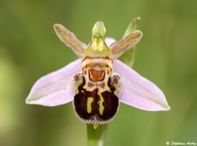 Ophrys apifera var. friburgensis