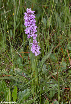Dactylorhiza majalis