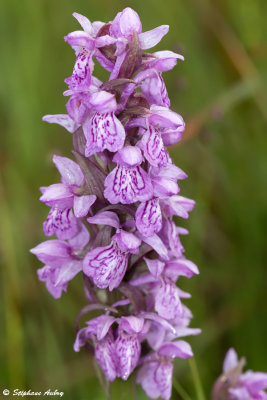 Dactylorhiza majalis