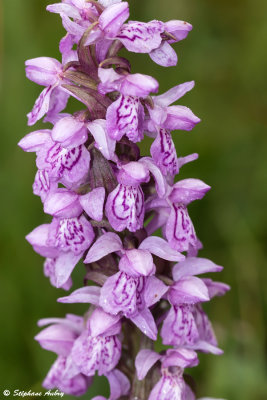 Dactylorhiza majalis