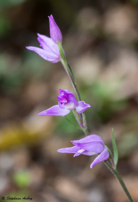 Cephalanthera rubra