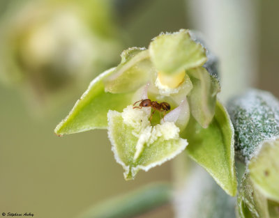 Epipactis microphylla