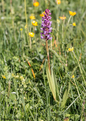 Gymnadenia conopsea