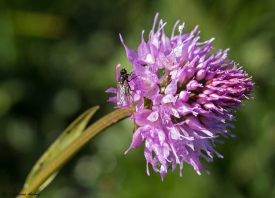 Traunsteinera globosa