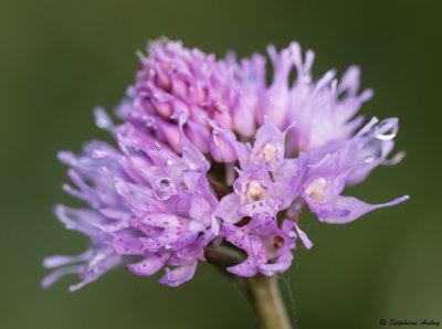 Traunsteinera globosa