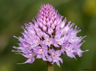 Traunsteinera globosa