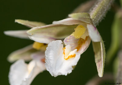 Epipactis palustris