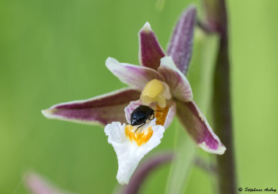 Epipactis palustris