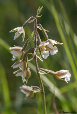 Epipactis palustris