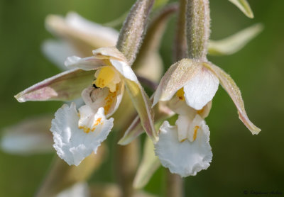 Epipactis palustris
