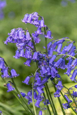 bluebell trail