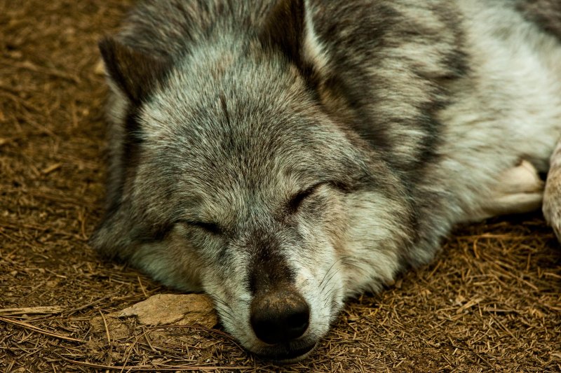 Nap Time