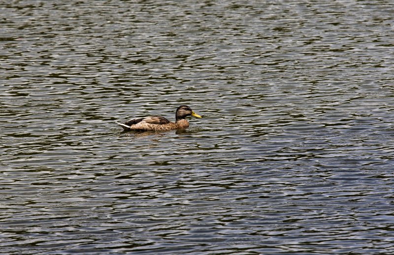 Nice Day For A Swim